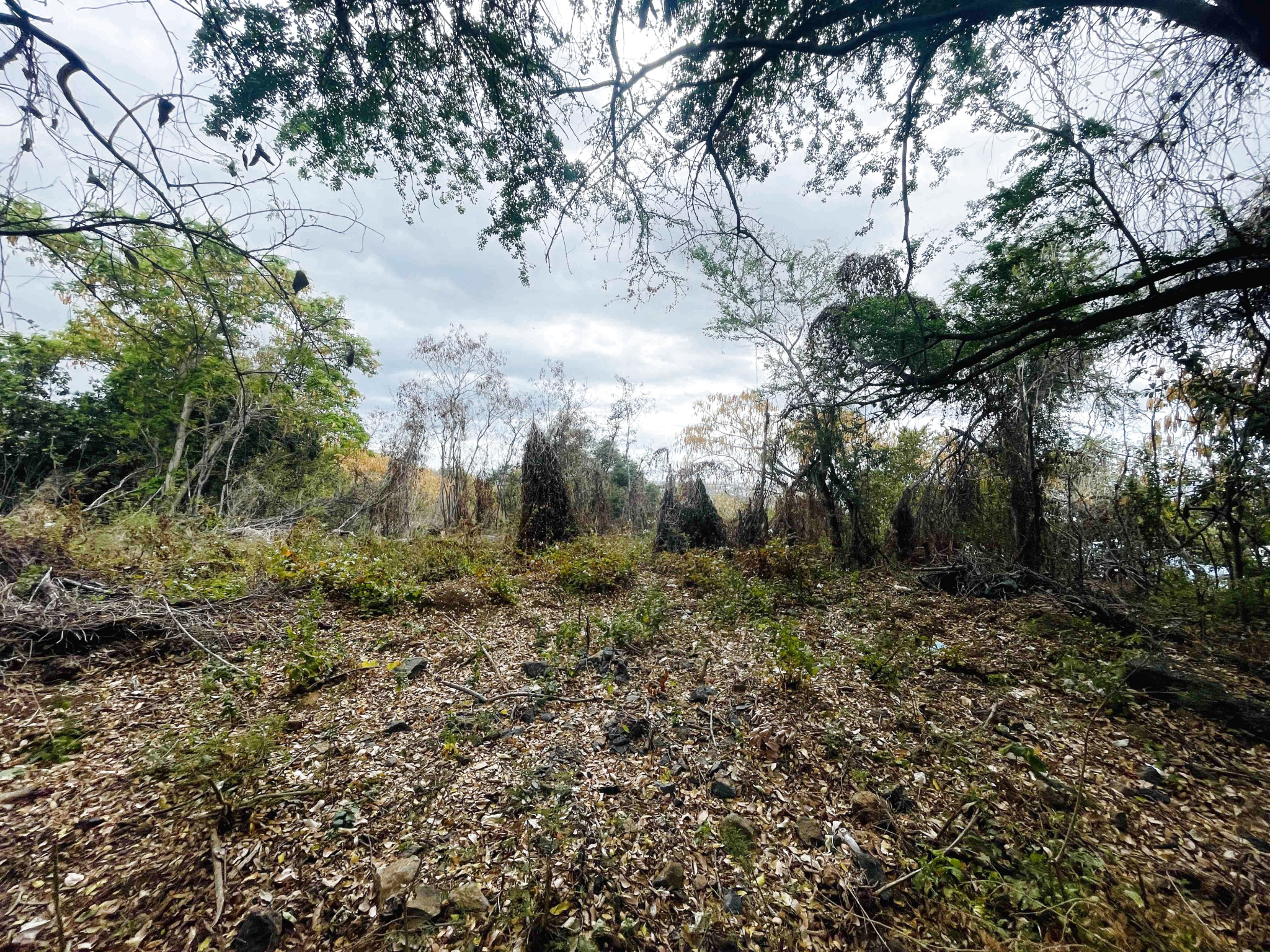 LA POSSESSION (BOEUF MORT) - TERRAIN À BÂTIR 2 595 m2 CONSTRUCTIBLES